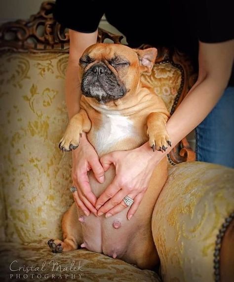 This Photographer Did a Maternity Shoot With French Bulldogs | POPSUGAR Pets France Bulldog, Whelping Puppies, Dog Pregnancy, Litter Of Puppies, Pregnant Dog, Bulldog Mom, Dog Photoshoot, Couple Pose, Maternity Poses