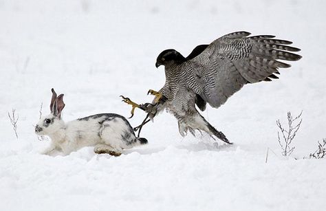 Uzynagash, Kazakhstan: A hawk chases a rabbit during an annual hunting competition; Photograph by: Shamil Zhumatov/Reuters - Pixdaus Steller's Sea Eagle, Tame Animals, Rabbit Hunting, Eagle Art, Animal Magic, Big Bird, Animal Posters, Birds Of Prey, Animal Planet