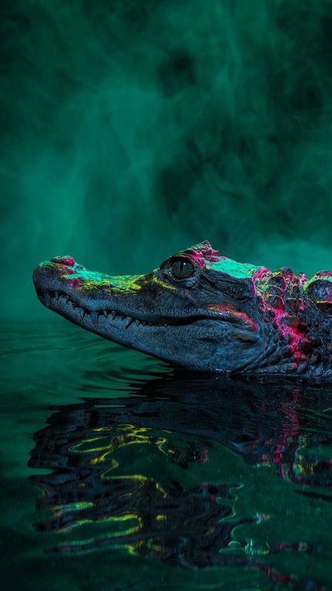 Alligator Wallpaper Iphone, Crocodile Wallpaper Aesthetic, Crocodile Aesthetic Wallpaper, Crocodile Wallpaper Iphone, Iphone Wallpaper Animals, Crocodile Background, Aesthetic Crocodile, Alligator Aesthetic, Crocodile Aesthetic