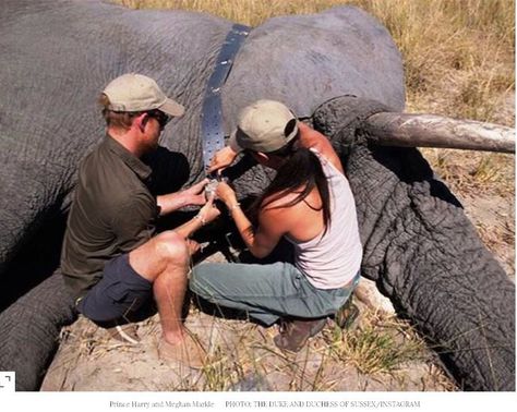 "Their Royal Highnesses travelled to Botswana to assist Dr. Mike Chase of Elephants Without Borders in equipping a bull elephant with a satellite collar."https://www.instagram.com/p/Bv2HM4mBGT8/ Princ Harry, Bull Elephant, Prince Harry Et Meghan, World Elephant Day, Harry Birthday, Prins Harry, Markle Prince Harry, Meghan Markle Prince Harry, Principe Harry