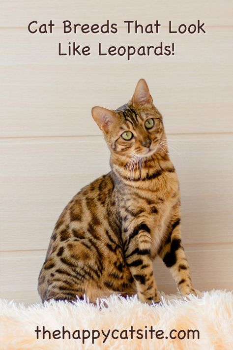 Cats That Look Like Leopards - Domestic Breeds That Look Like Big Cats Cat Types, Cat Bread, Leopard Cat, Types Of Cats, House Cat, Future Family, Domestic Cat, Leopards, Happy Cat