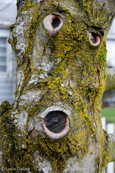 Scary Tree, Funny Tree, Things With Faces, Weird Trees, Tree Growth, Tree People, Haunted Forest, Tree Faces, Tree Carving