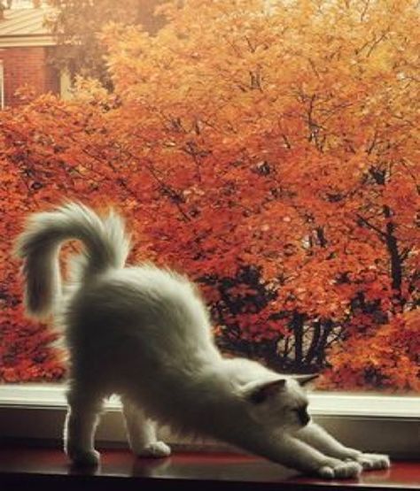 Fall Cats, Cat Stretching, Cat Reference, Söt Katt, Cat Yoga, Image Chat, Crazy Cat Lady, Beautiful Cats, Halloween Cat