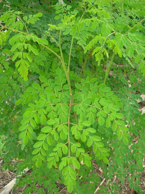 The Nutrient Content of Moringa oleifera Leaves | ECHOcommunity.org Moringa Oleifera Tree, Medicinal Herbs Remedies, Herbs Remedies, Moringa Benefits, Moringa Tree, Miracle Tree, Moringa Leaves, Moringa Powder, Fast Growing Trees