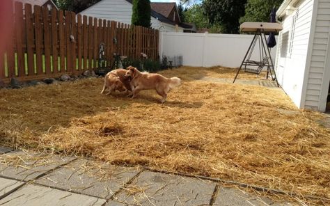 Muddy Dog Yard Solutions – How to Fix a Muddy Backyard Dog Trail (3 Proven Solutions) - Backyard Caring Mud Yard Solutions, Ideas For Muddy Areas In Yard, Muddy Area Solutions, Backyard Ideas With Dogs, Muddy Backyard Solution, Muddy Yard Solutions, Muddy Yard Solutions Dogs Backyard Ideas, Dog Runs Ideas Backyard, Fix Muddy Backyard