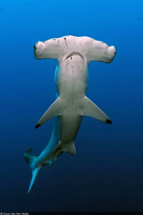 Hammerhead Shark spotting with Feronia's Frolic.  #Feronia's Frolic Shark Photos, Shark Pictures, Shark Art, Shark Fishing, Beautiful Sea Creatures, Cute Shark, Hammerhead Shark, Underwater Creatures, Shark Week