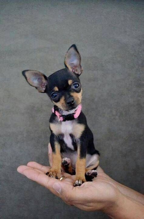 Mini chien – Chien miniature Pinscher nain avec un pull - Mini chien : 40 petites boules de poils à croquer ! Lap Dog Breeds, Bulldog Francese, Cute Chihuahua, Miniature Pinscher, Chihuahua Love, Chihuahua Puppies, Chihuahua Dogs, Small Dog Breeds, Cute Cats And Dogs