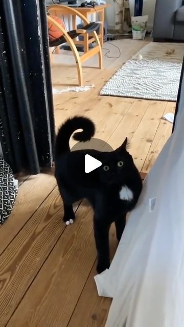 Critter Clips on Instagram: "Funny cats 🐱 #cats #cat #animals #pets #reels #re" Funny Cat Videos Can't Stop Laughing, Funny Animal Clips, Hilarious Cats, Cat Videos Funny, Cat Anatomy, Latest Funny Videos, Cat Things, Animal Antics, Bad Cats