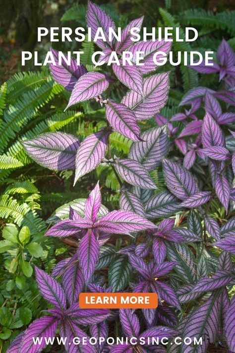 Persian Shield Plant, Shade Annuals, Persian Shield, Plant Care Guide, Florida Landscaping, Blue Plants, Purple Plants, Plant Care Houseplant, Plant Garden