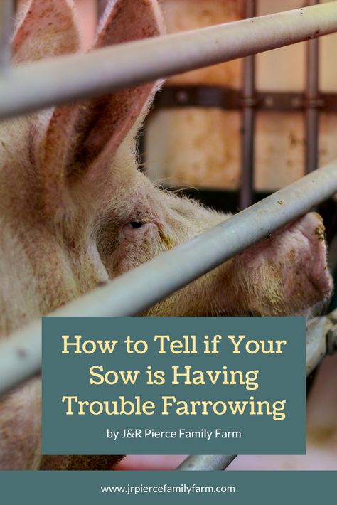 If you're new to farrowing, it might help for you to acquaint yourself with the most common pig farrowing problems. #farrowing #pigs #raisingpigs #piglets #pigpregnancy #farming #homesteading #jrpiercefamilyfarm Farrowing Pen, Pig Showing Tips, Raising Meat Pigs, Farrowing Pen Pigs Diy, Raising Pigs For Meat Small Farm, Farrowing Pen Pigs, Raising Pigs, Raising Goats, Types Of Animals