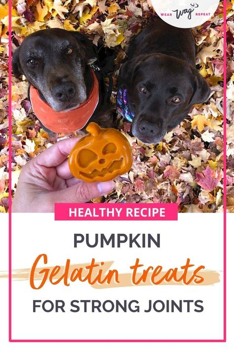 Gummy Dog Treats, Fall Dog Treats, Pumpkin Dog Treats Easy No Flour, Dog Gelatin Treats, Homemade Dog Supplements, Baked Dog Treats Recipes Pumpkin, Diy Dog Treats For Joints, Homemade Dog Treats For Joints, 3 Ingredient Dog Treats Pumpkin