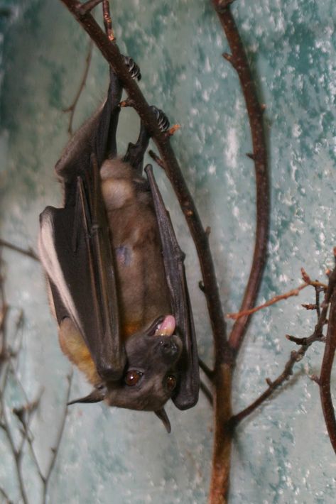 scar, straw-colored fruit bat, world bird sanctuary, missouri. Leaf Nosed Bat, Bumblebee Bat, Bat Photos, Bat Species, Bat House, Fruit Bat, Baby Bats, World Birds, Spirit Animals