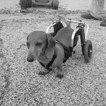 Wheelchairs for handicapped dogs, hand-built by Ruff Rollin. Ellie, miniature Dachshund. Diy Dog Wheelchair, Dog Wheelchair, Mobility Scooters, Wiener Dogs, Weiners, Support Dog, By Any Means Necessary, Weenie Dogs, Mini Dachshund