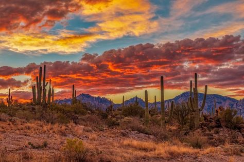 A fiery Sonoran desert sunrise  #instagramaz #arizona #sunrise #igerstucson #azwx #sunrisephotography #sonorandesert #sonorandesertsunrise… Advanced Paintings, Arizona Mountains Landscapes, Arizona Sunset Wallpaper, Arizona Tattoo, Desert Paintings, Desert Photos, Arizona Sunrise Photography, Arizona Sunrise, Arizona Aesthetic