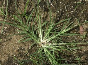 goosegrass   http://www.walterreeves.com/gardening-q-and-a/goosegrass-control/ Vetiver Grass Landscaping, Grubs In Lawn, Bear Grass Plant, Natural Grass Killer, Vetiver Grass Plants, Fescue Lawn, Cloves Benefits, Diy Pest Control, Weeds In Lawn