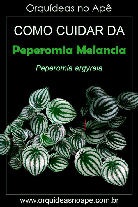 Informações e dicas de cultivo da planta peperômia melancia, Peperomia argyreia. Planta de interior ideal para ambientes com luminosidade difusa, indireta. #plantas #peperomia #orquideasnoape Peperomia Argyreia, Paddle Plant, Plant Journal, Ficus Lyrata, Succulent Gardening, Succulent Wedding, Cactus Y Suculentas, Home Flowers, Plant Collection