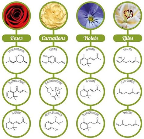 Chemistry Scents of Flowers Scent Perfume, Sense Of Smell, Chemistry, Scents, Essential Oils, Sense, Lily, Fragrance, Flowers