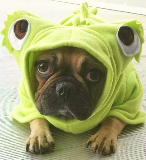 Tangled Chameleon, Pascal Costume, Chameleon Costume, Pascal Tangled, Costume For Dogs, Chameleon Lizard, French Bull, French Bulldog Puppies, Dog Costume