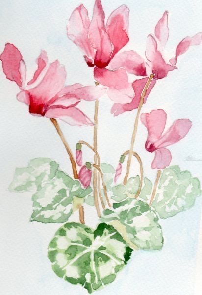 Cyclamen Watercolor Paintings, Cyclamen Flower Drawing, Cyclamen Drawing, Cyclamen Watercolor, Cyclamen Painting, Watercolor Paintings For Beginners, Flower Art Drawing, Diy Watercolor Painting, Watercolor Plants