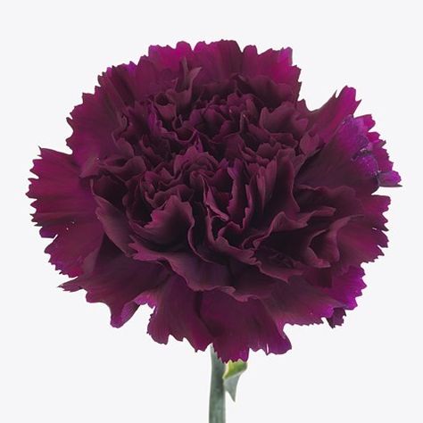 CARNATION FLORIGENE MOONTEA 70cm | Wholesale Dutch Flowers & Florist Supplies UK Purple Carnations, Hotel Flowers, Red Spider Lily, Arch Decor, Botanical Flower Art, Flower Guide, Florist Supplies, Carnation Flower, Purple Plum