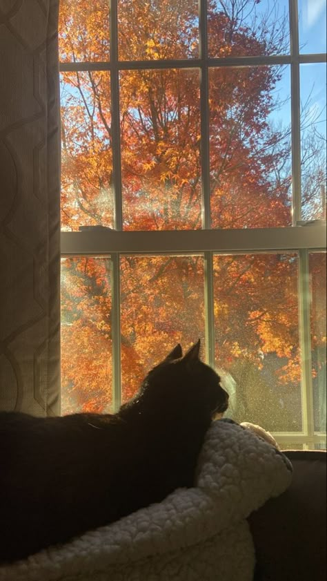 Wallpapers Cat, Witch Season, Vibe Board, Gilmore Girls Seasons, Fall Boards, Halloween Things, Fall Mood Board, Soft Autumn, Season Of The Witch