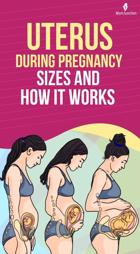 When you think of pregnancy, the first thing you may envision is a growing belly. While this is a visible change of pregnancy that is hard to ignore, myriad transformations occur inside a pregnant woman’s body. The most important change is the size of the uterus during pregnancy. 4 Months Pregnant Belly, Pregnancy Body Changes, Pregnancy Transformation, Retroverted Uterus, Body Changes During Pregnancy, 17 Weeks Pregnant, 10 Weeks Pregnant, 23 Weeks Pregnant, 15 Weeks Pregnant