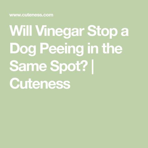 Will Vinegar Stop a Dog Peeing in the Same Spot? | Cuteness Stop Dogs From Peeing In House, Apple Cider Vinger, Dog Pee, Older Dogs, Affiliate Links, A Dog, Vinegar, Bulldog, Dogs