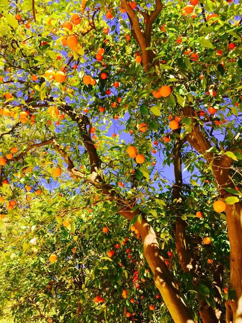 #aesthetic #orange #tree Shotting Photo, Foot Soak, Orange Aesthetic, Bitter Orange, Orange Tree, Alam Yang Indah, Nature Aesthetic, Pretty Places, Seville