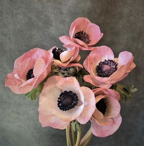 Pink and black anemone flower blooms Black Anemone, Anemone Flowers, Chevy Chase, Cut Flower Garden, Anemone Flower, Floral Photography, Deco Floral, Wedding Florals, Flower Farm