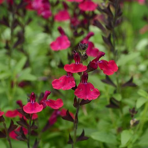 Salvia greggii Mirage™ Burgundy Autumn Sage Plants, Insect Repellent Plants, Rose Companion Plants, Salvia Greggii, Autumn Sage, Landscape Curbing, Sage Plant, Best Perennials, Backyard Flowers