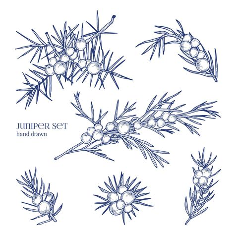 Juniper set. Detailed hand drawn branches with berries. Black and white hand drawn illustrations. Juniper Flower, Poinsettia Leaves, Wild Animals Vector, Juniper Tree, Fonts Christmas, Essential Oil Labels, Water Tattoo, Winter Backdrops, Branch Design