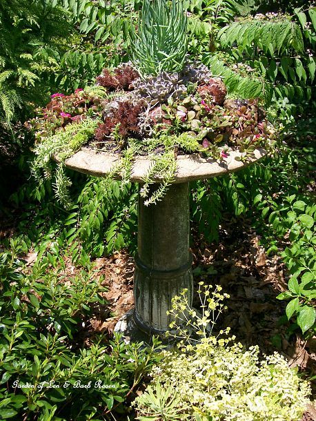 Upcycle an old, leaky birdbath into a beautiful succulent garden! Succulents are very drought tolerant. Terrariums Ideas, Hardscape Ideas, Garden Board, Gardening Indoors, Succulent Gardens, Bird Bath Garden, Succulent Gardening, Garden Containers, Succulent Garden