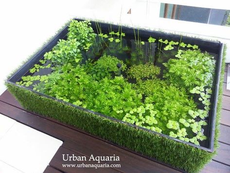 Balcony Pond, Small Apartment Garden, Mini Balcony, Small Water Gardens, Apartment Balcony Garden, Outdoor Ponds, Fresh Water Fish Tank, Small Balcony Garden, Aquascape Aquarium