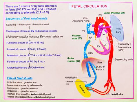 There are 3 shunts or bypass channels in fetus (DO, FO, DA) and 3 vessels connecting to placenta (2A + 1V) Pediatric Notes, Fetal Circulation, Nurse Educator, Midwifery Student, Nursing Classes, Nursing 101, Medical School Studying, Human Anatomy And Physiology, Nicu Nurse