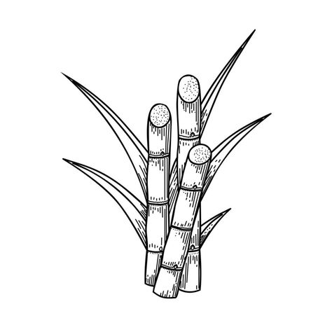 Sketch of sugarcane, with stems and leaves, isolated on a white background, suitable for packaging labels of processed sugarcane products. vector illustration. Sugarcane Drawing, Sugar Cane Drawing, Cane Drawing, Sugar Hill, Cash Crop, Label Printable, Adventure Time Marceline, Working Drawing, Black And White Sketches