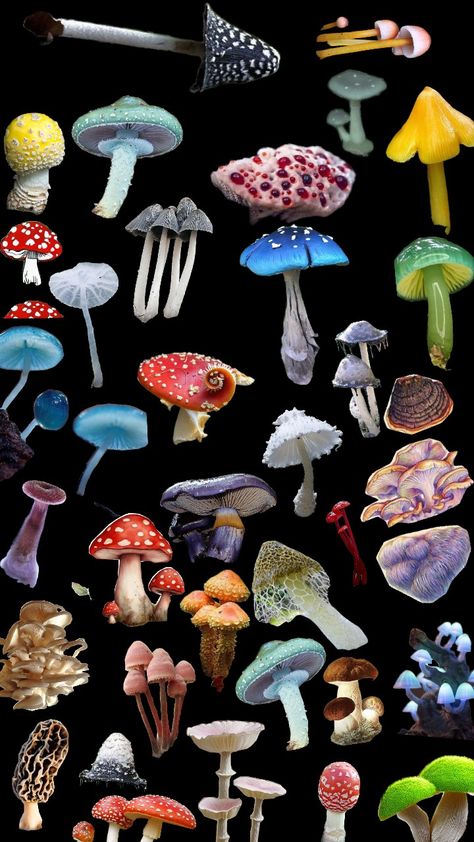 Mushroom Mushroom Aethestic, Jonah Tattoo, Shrooms Aesthetic, Types Of Mushrooms Aesthetic, Fungi Aesthetic, Fun Mushrooms, Cool Mushrooms, Spooky Mushrooms, Mushroom Reference