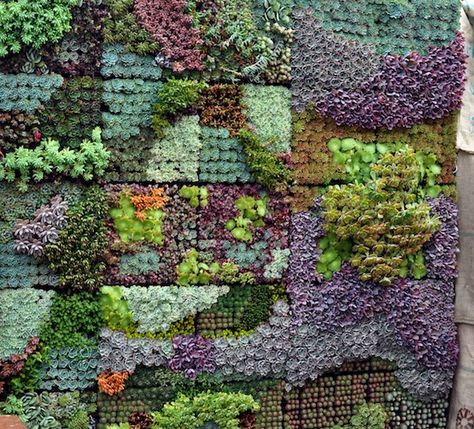 Vertical Gardening Panels for Succulents | Articles | Succulent Gardens: The Growing Grounds Living Fences, Plantarea Legumelor, Succulent Planting, Vertical Succulent Gardens, Victorian Gardens, Vertical Garden Wall, Victorian Garden, Vertical Gardens, Succulent Wall