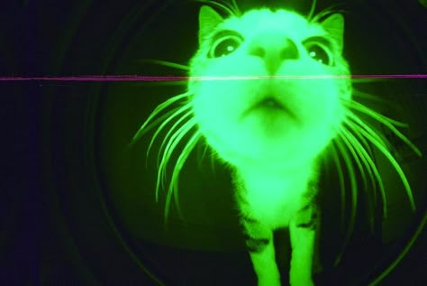 Weird Cover Photos, Weird Wallpaper Laptop, Green Cat Pfp, Grunge Cat Pfp, Aesthetic Pfp Green, Green Cat Aesthetic, Neon Green Pfp, Neon Green Y2k, Green Aesthetic Pfp