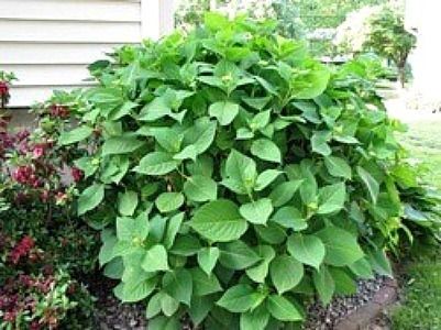 This guide is about hydrangea not blooming. Determining why your plant is not blooming can be a mystery. When Do Hydrangeas Bloom, Transplanting Hydrangeas, Nikko Blue Hydrangea, Propagating Hydrangeas, Pruning Hydrangeas, Hydrangea Landscaping, Hydrangea Bloom, Limelight Hydrangea, Hydrangea Bush