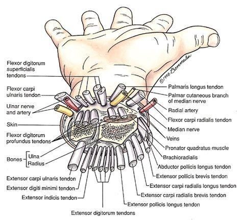 I deserve clouded eyes. Thats my fault for breaking belts. Muscles Anatomy, Medicine Notes, Basic Anatomy And Physiology, Nurse Study Notes, Anatomy Physiology, Biology Facts, Medical Student Study, Nursing School Survival, Human Body Anatomy