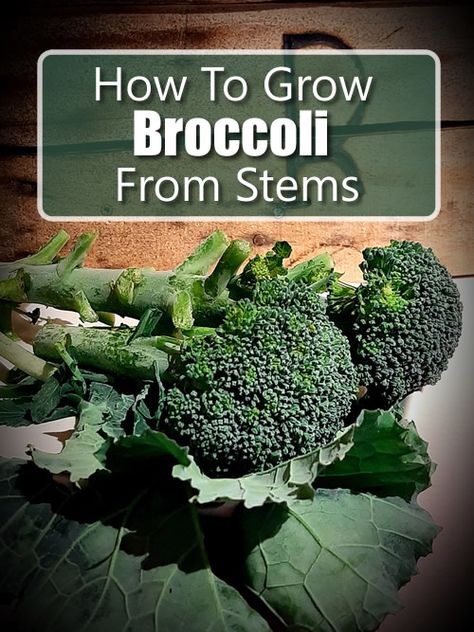 Growing Broccoli From Scraps, Regrow Broccoli From Scraps, Plants From Scraps, How To Grow Broccoli, Green Kingdom, Grow Broccoli, Homestead Garden Layout, Fall Vegetable Garden, Homestead Lifestyle