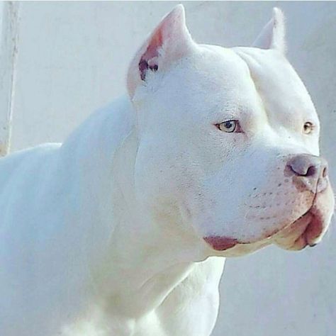 White Pitbull, Dog Pitbull, Bully Breeds Dogs, Albino Animals, Bully Dog, Rottweiler Puppies, Rottweiler Dog, Pitbull Lover, Pitbull Puppies