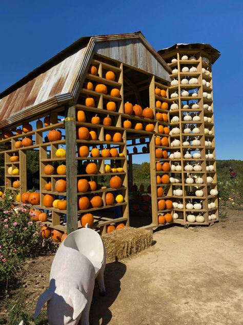 Fall Garden Center Displays, Farm Harvest, Pumpkin Patch Business, Agritourism Farms, Farm Market Ideas, Pumpkin Patch Farm, Pumpkin Stands, Garden Center Displays, Farm Day