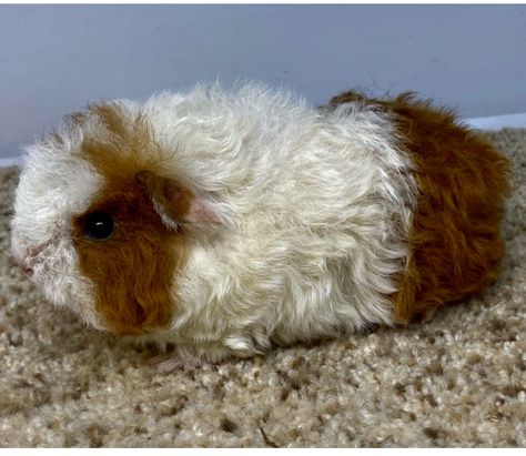 Texel Guinea Pigs, Emotionally Attached, Guinea Pig, Guinea Pigs, Pigs, Ginger, Red White, Red And White, Log