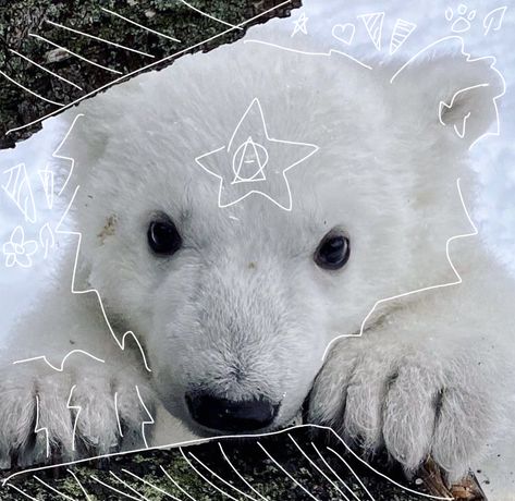 #therian #therianthropy #pfp #polarbear Bear Therian, Polar Bear Wallpaper, Therian Pfp, Arctic Animals, Perfect Eyes, Bear Wallpaper, Pastel Purple, Blue Accents, Australian Shepherd