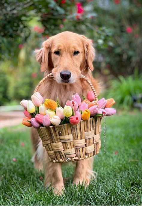 Easter Dog Photos, Most Expensive Dog, Easter Photoshoot, Expensive Dogs, Puppy Photography, Dog Day Afternoon, Birthday Wishes Flowers, Happy Easter Wishes, Easter Dog