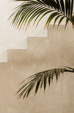 Untitled Minimal Wallpaper, Soyut Sanat Tabloları, Beach Outfits, Beige Aesthetic, Color Textures, Green Aesthetic, Earth Tones, Palm Tree, Color Inspiration