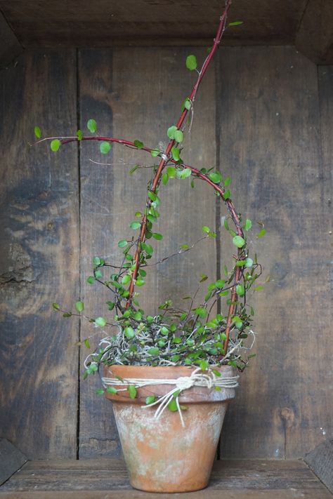 Creeping Wire Vine — Mark Kintzel Design Wire Vine, Creeping Vines, Patio Landscaping, Diy Plants, Outdoor Art, Outdoor Oasis, Drought Tolerant, Container Plants, Outdoor Projects