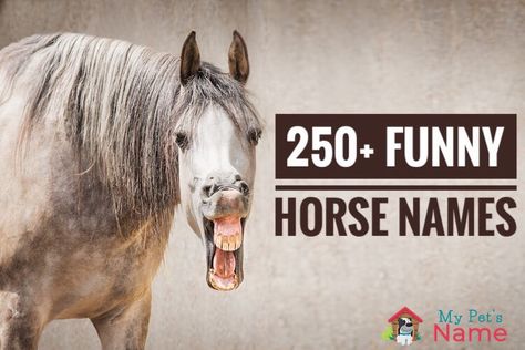 250+ Funny Horse Names: Mane Attraction, Hay Fever & Neighbraska – My Pet's Name Funny Horse Names, Best Horse Names, Horse Activities, Race Night, Female Horse, Horse Games, Hay Fever, Horse Names, Funny Names