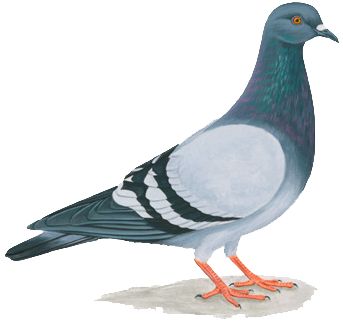 Paloma Name, Band Tailed Pigeon, Bird Png, Homing Pigeons, List Of Birds, Nest Building, Pencak Silat, Bread Pizza, Mother Family